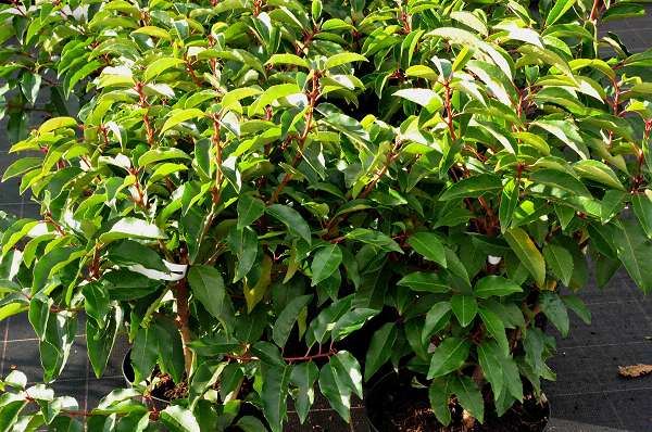 Prunus lusitanica - motte de terre - 100-125 cm - Touffu