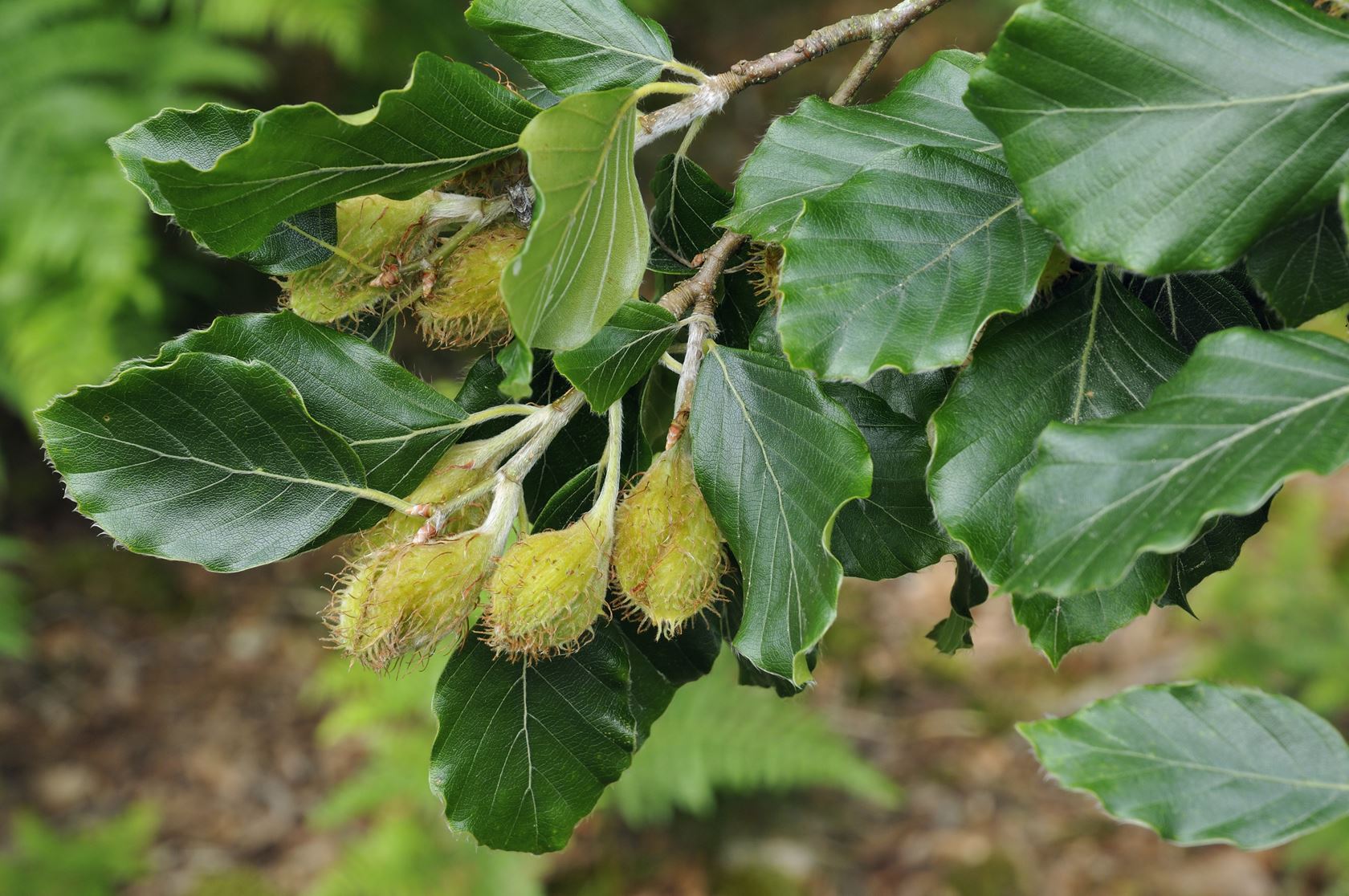 Fagus sylvatica - pot - 40-60 cm