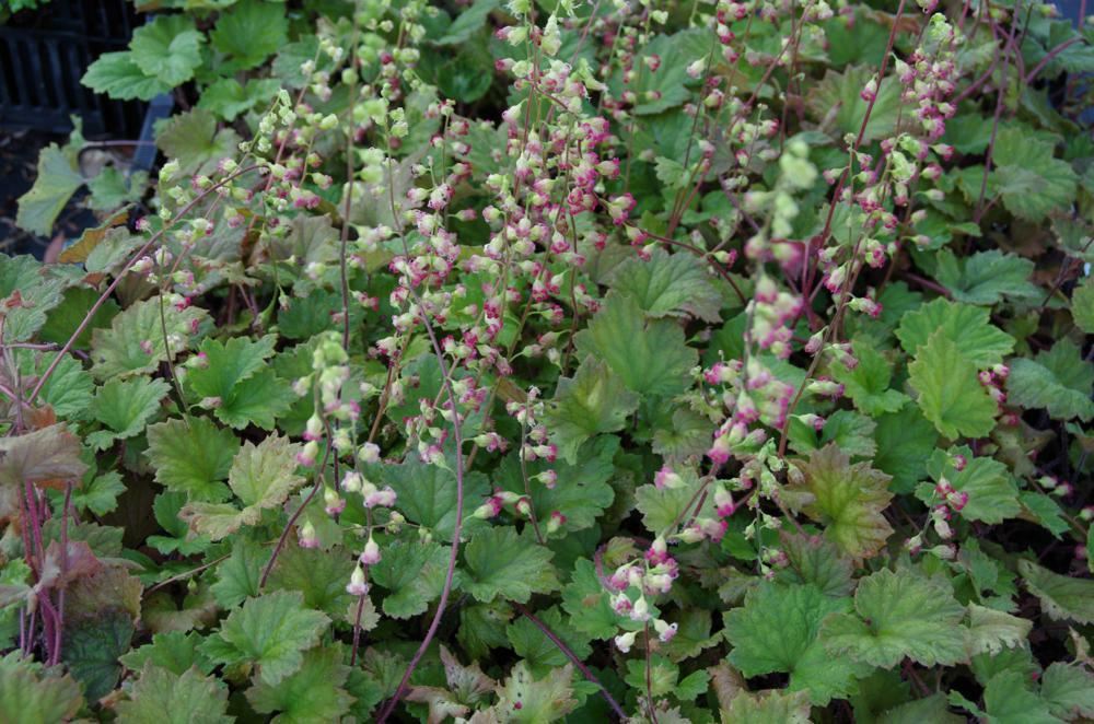 Plantenfiche-Tellima-grandiflora-Rubra-