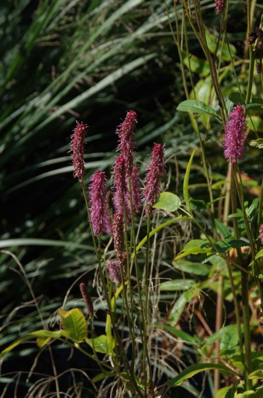 Plantenfiche-Sanguisorba-Blackthorn-