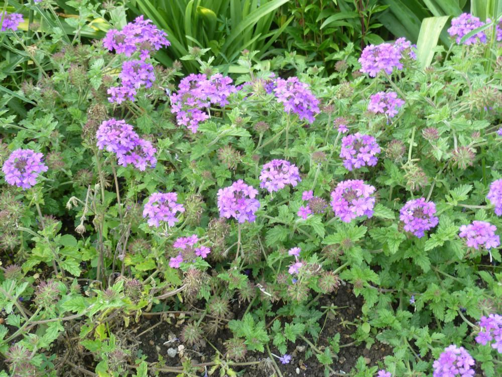 Plantenfiche-Verbena-Homestead-Purple-