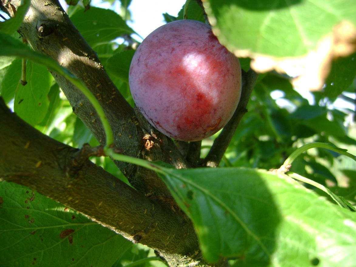 Prunus domestica 'Opal' - pot - semi-stem tree