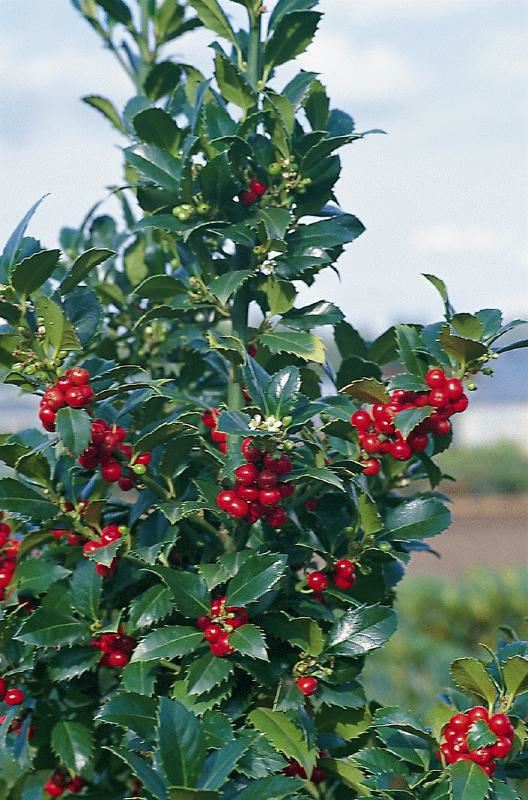 Plantenfiche-Ilex-x-meserveae-Hachfee-Heckenfee-