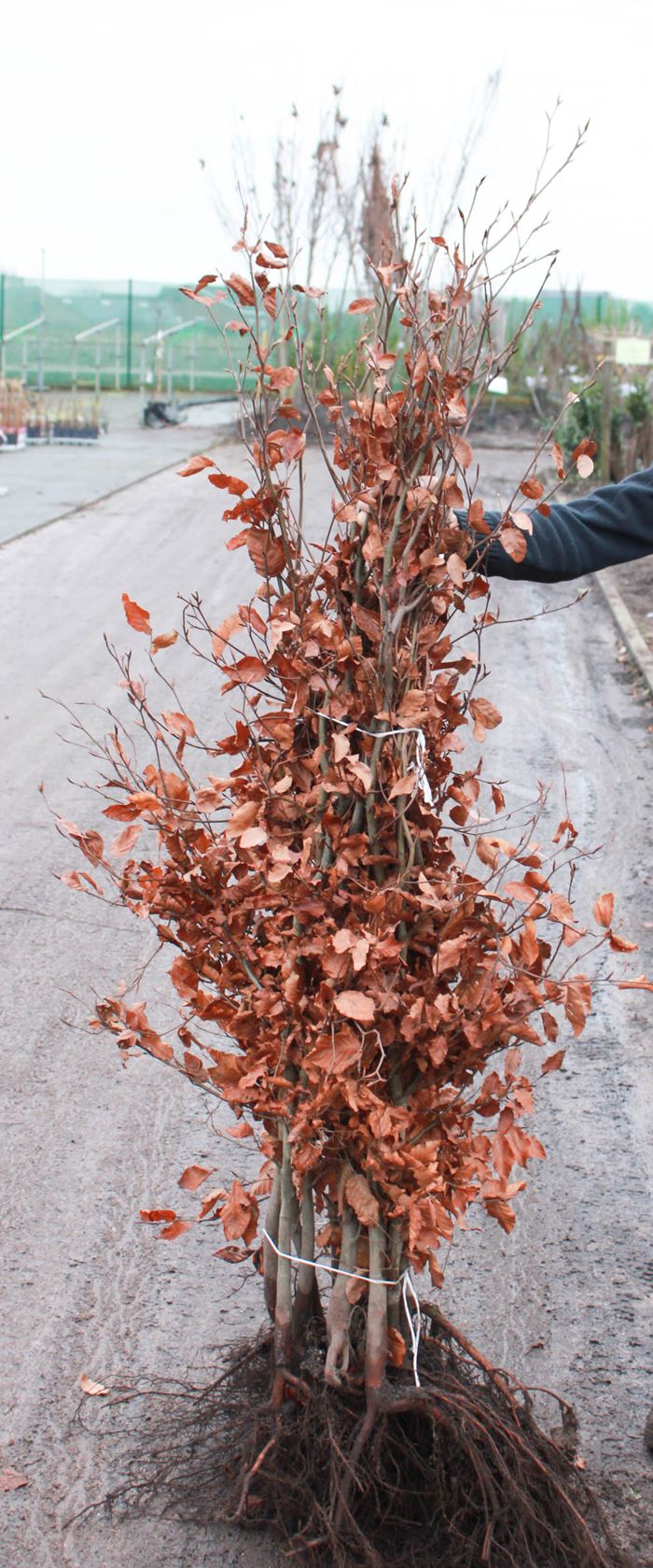 Fagus sylvatica - blote wortel - 125-150 cm - 1+2 (leeftijdscode)