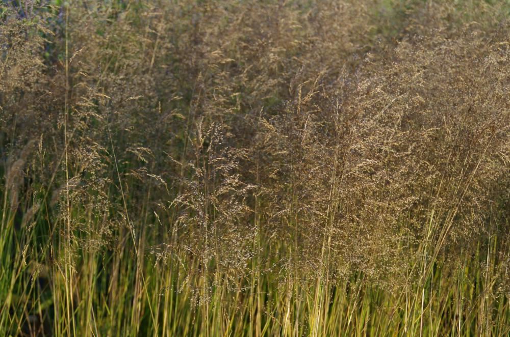 Plantenfiche-Deschampsia-cespitosa-Goldtau-