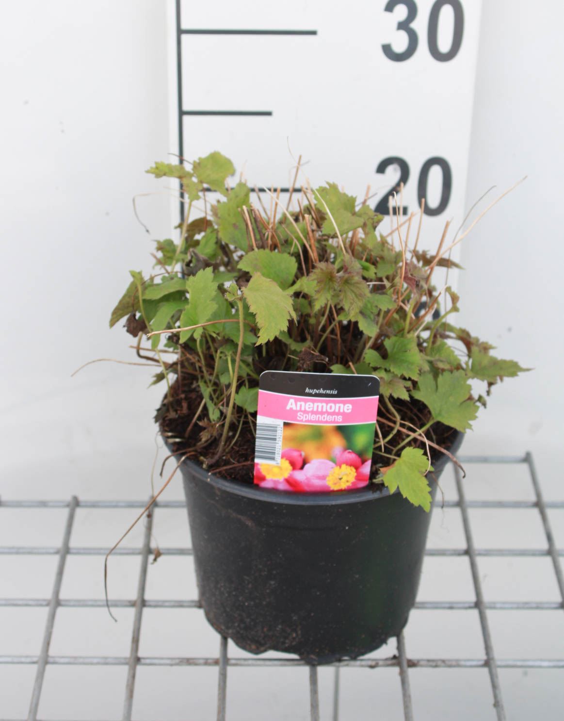 Anemone hupehensis 'Splendens' - pot 2L