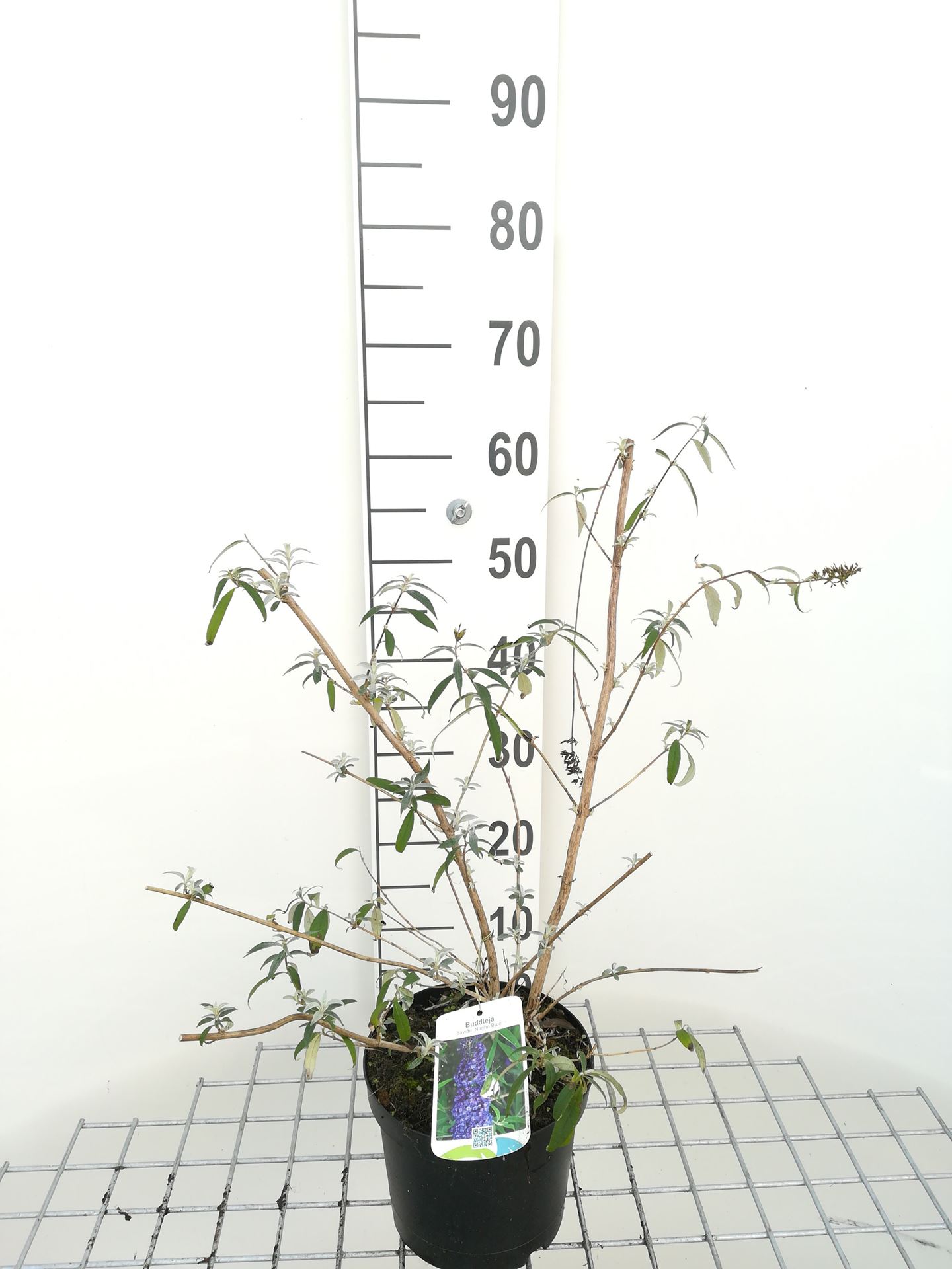 Buddleja davidii 'Nanho Blue' - pot - 40-60 cm