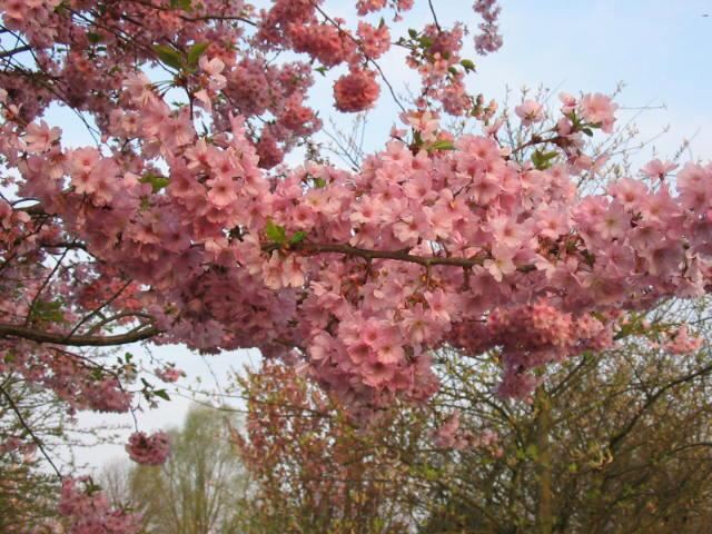 Plantenfiche-Prunus-Accolade-