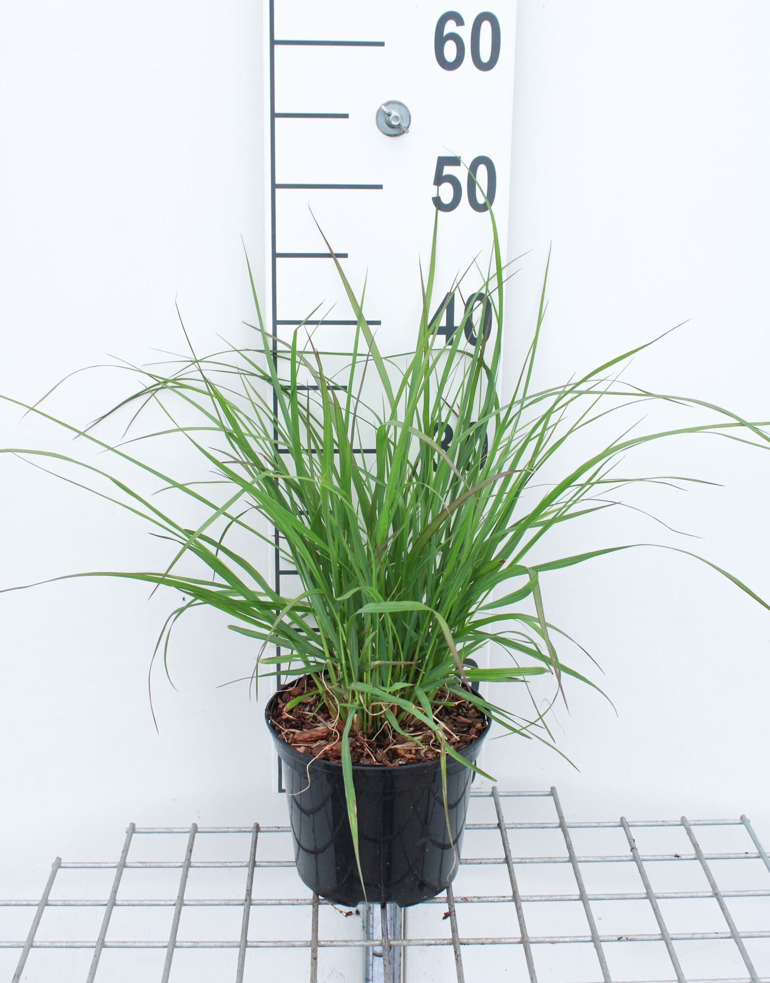 Pennisetum alopecuroides 'Red Head' - pot 3L