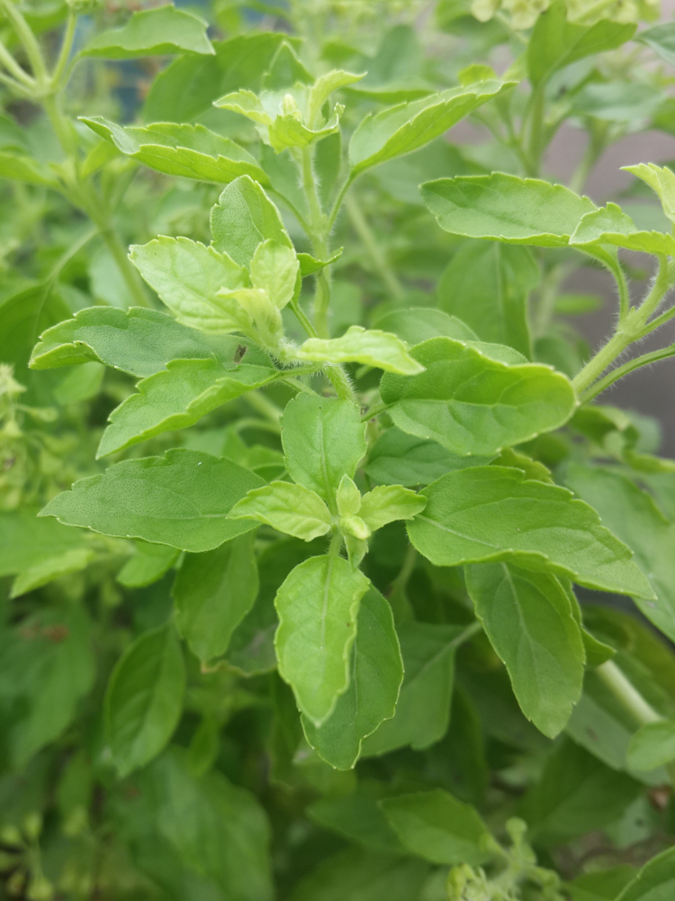 Plantenfiche-Ocimum-basilicum-Siam-Queen-Thaise-basilicum-