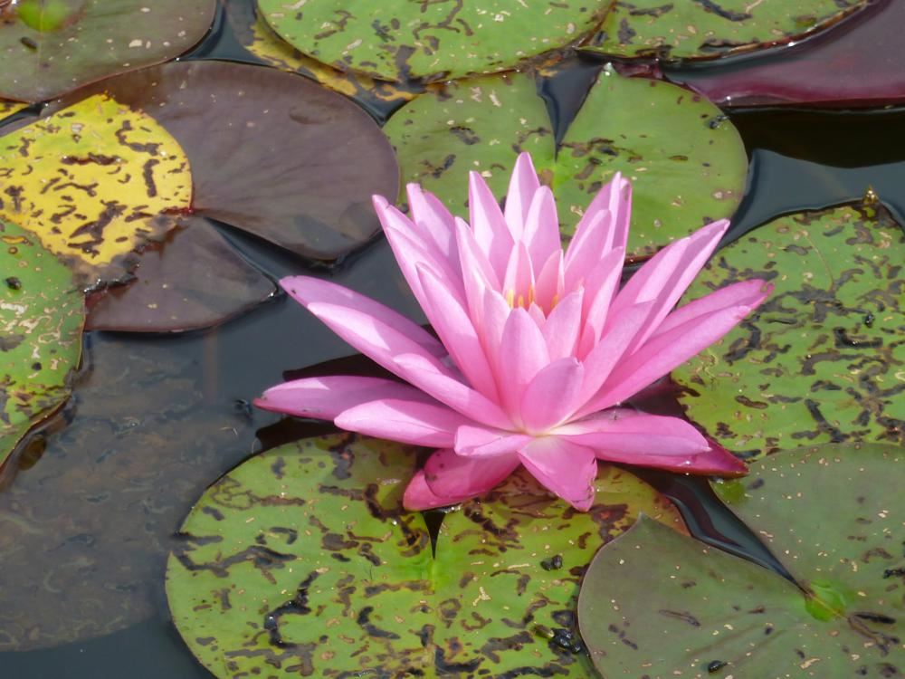 Plantenfiche-Nymphaea-Rose-Arey-