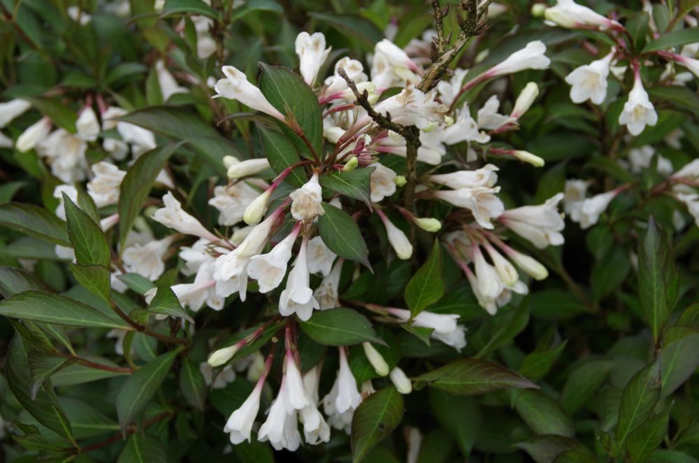 Plantenfiche-Weigela-Courtacad1-Black-and-White-
