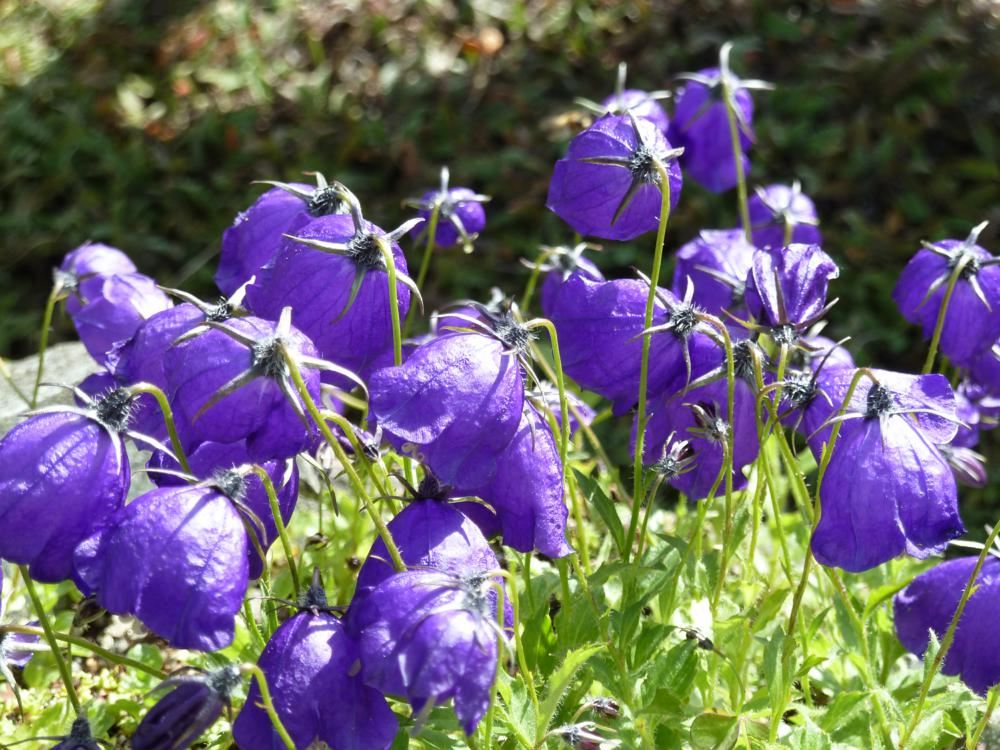 Plantenfiche-Campanula-x-pulloides-G-F-Wilson-