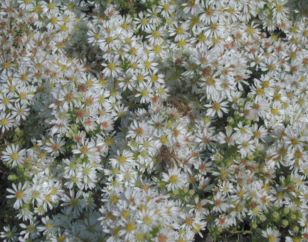 Plantenfiche-Aster-ericoides-Snowflurry-