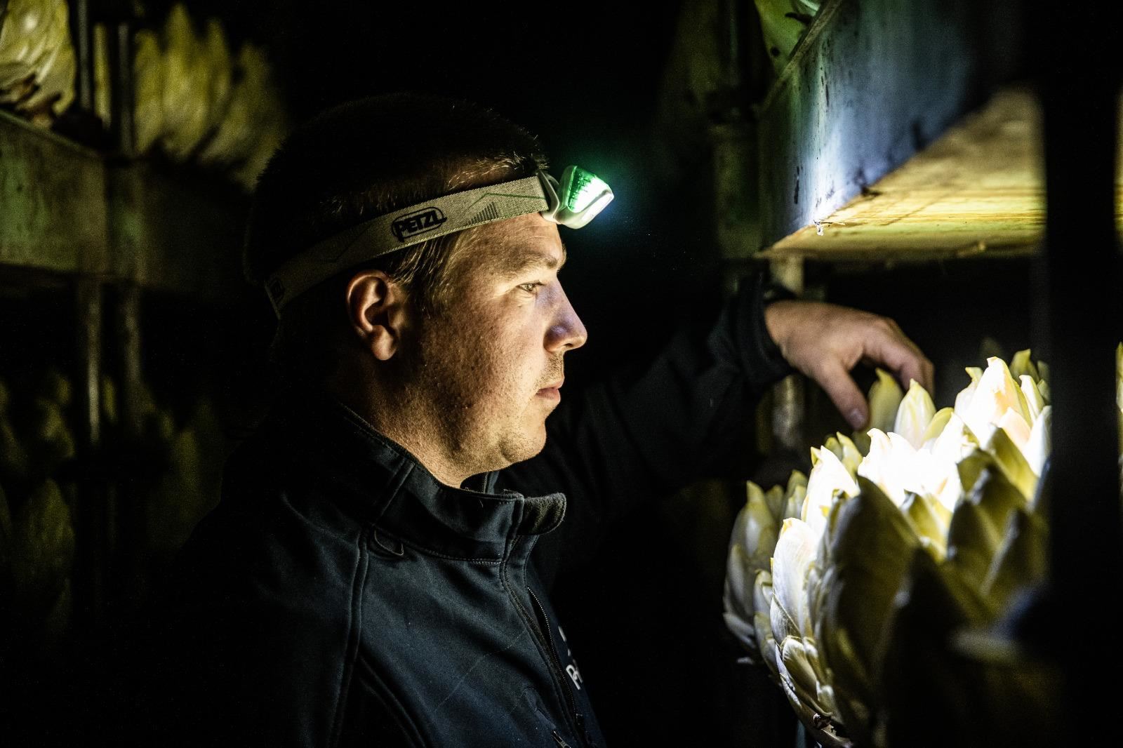 Witloofwortel-Mr-Chicon-zak-20stuks