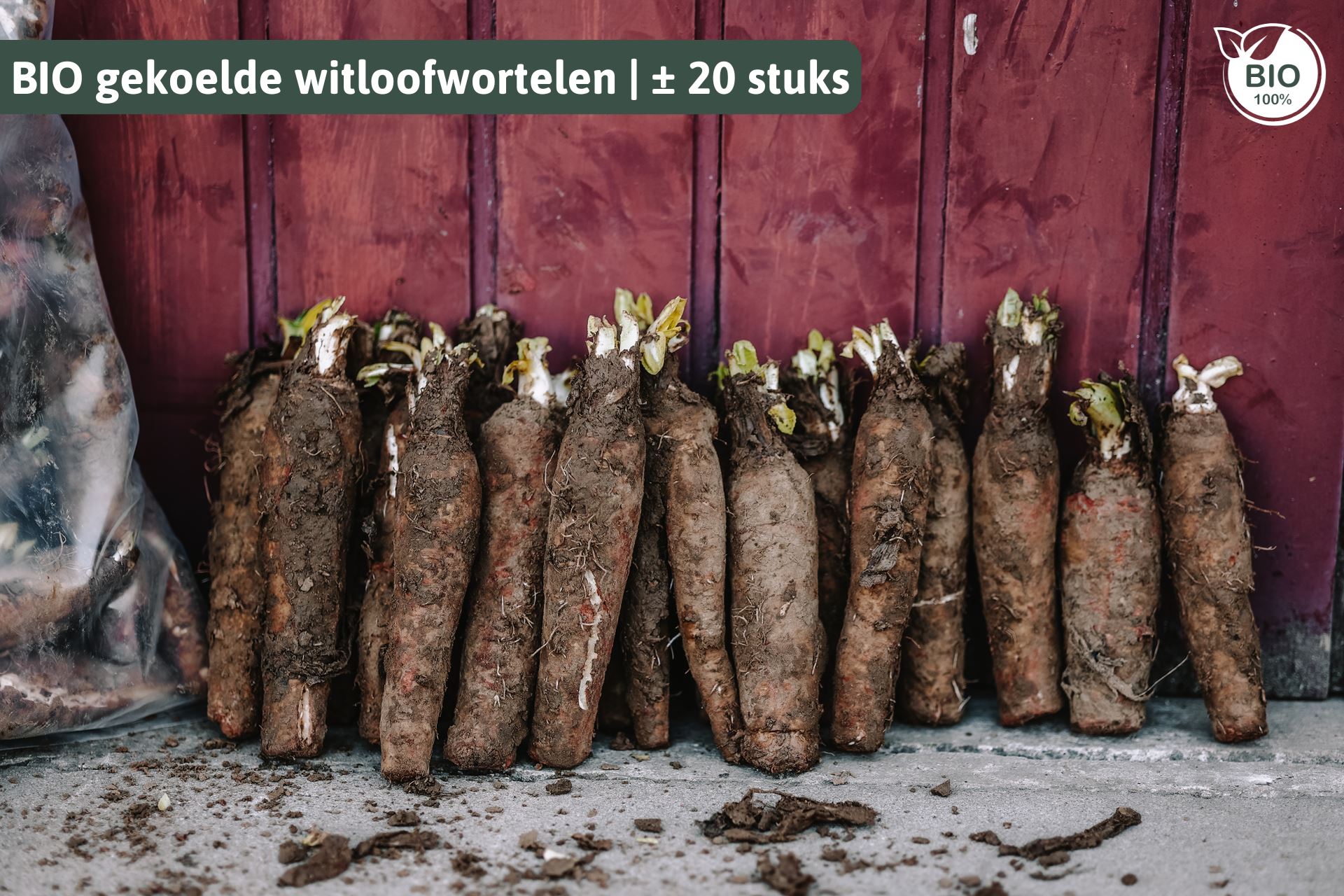 Witloofwortel-BIO-Mr-Chicon-zak-20stuks