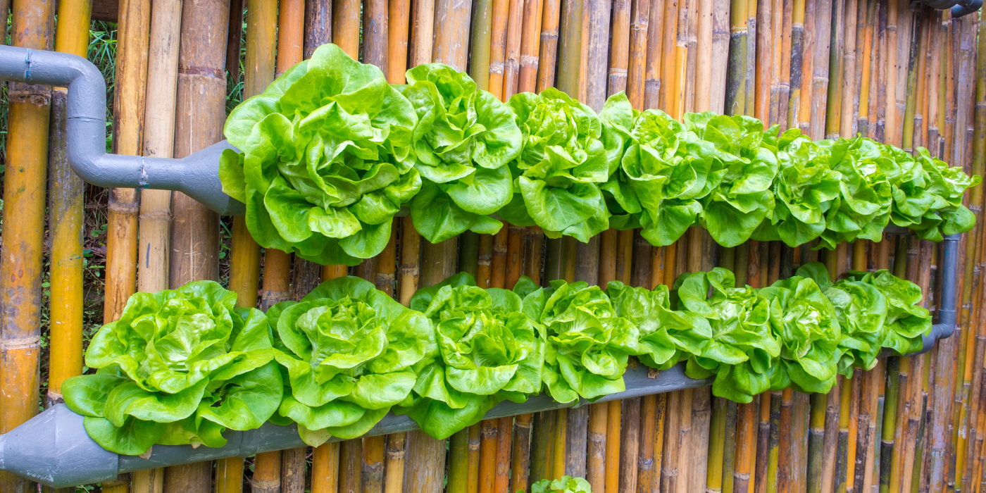 A vertical vegetable garden: THE solution for lack of space