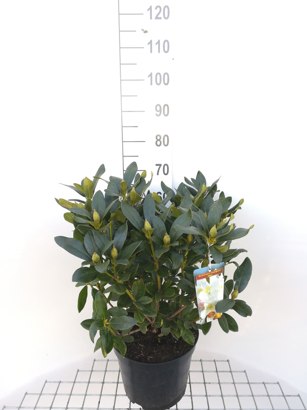 Rhododendron 'Cunningham's White' - pot 10L - 60-80 cm