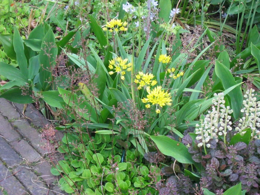 Plantenfiche-Allium-moly