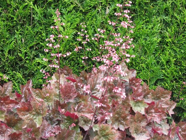 Plantenfiche-Heuchera-Rachel-