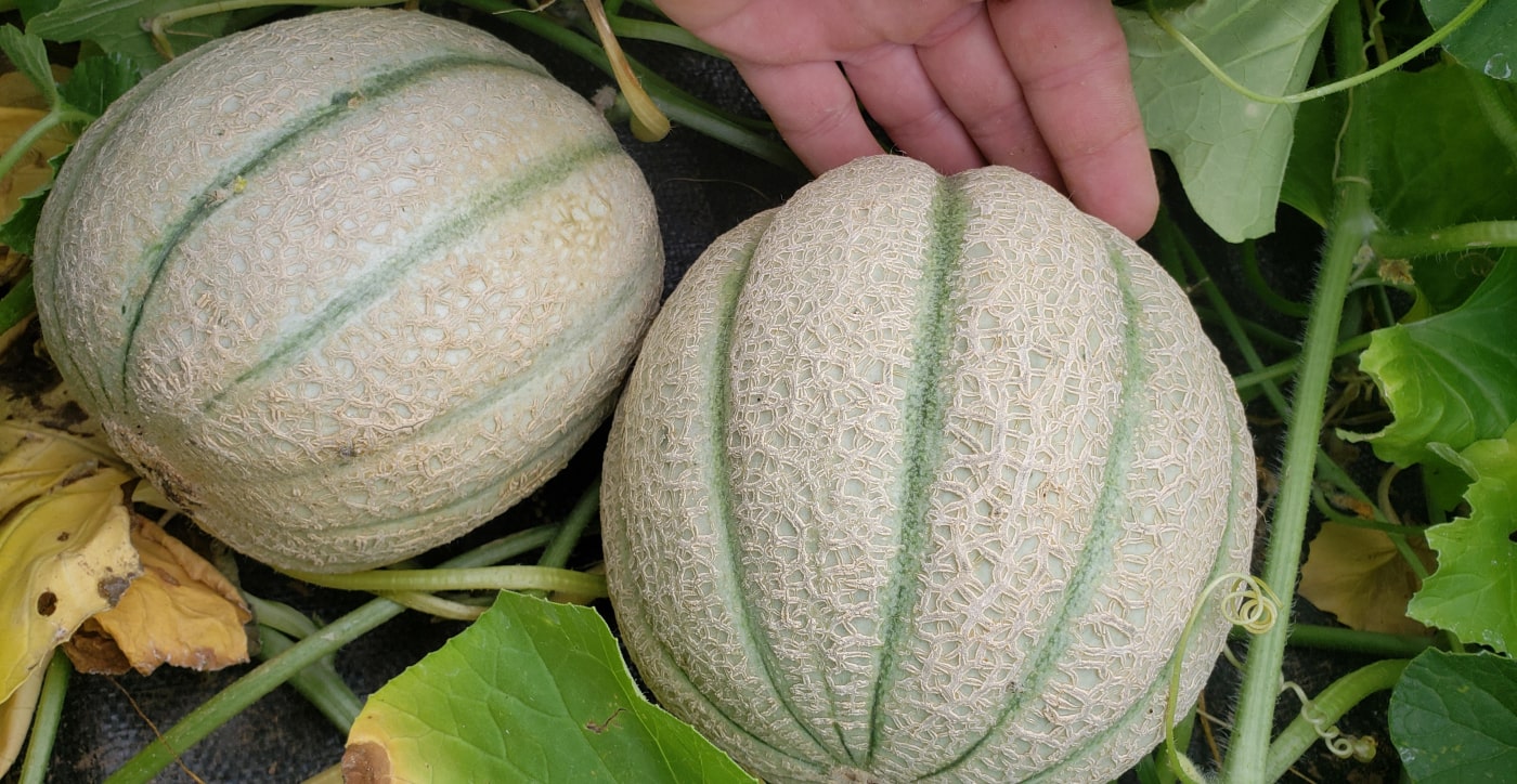 Meloenen in moestuin