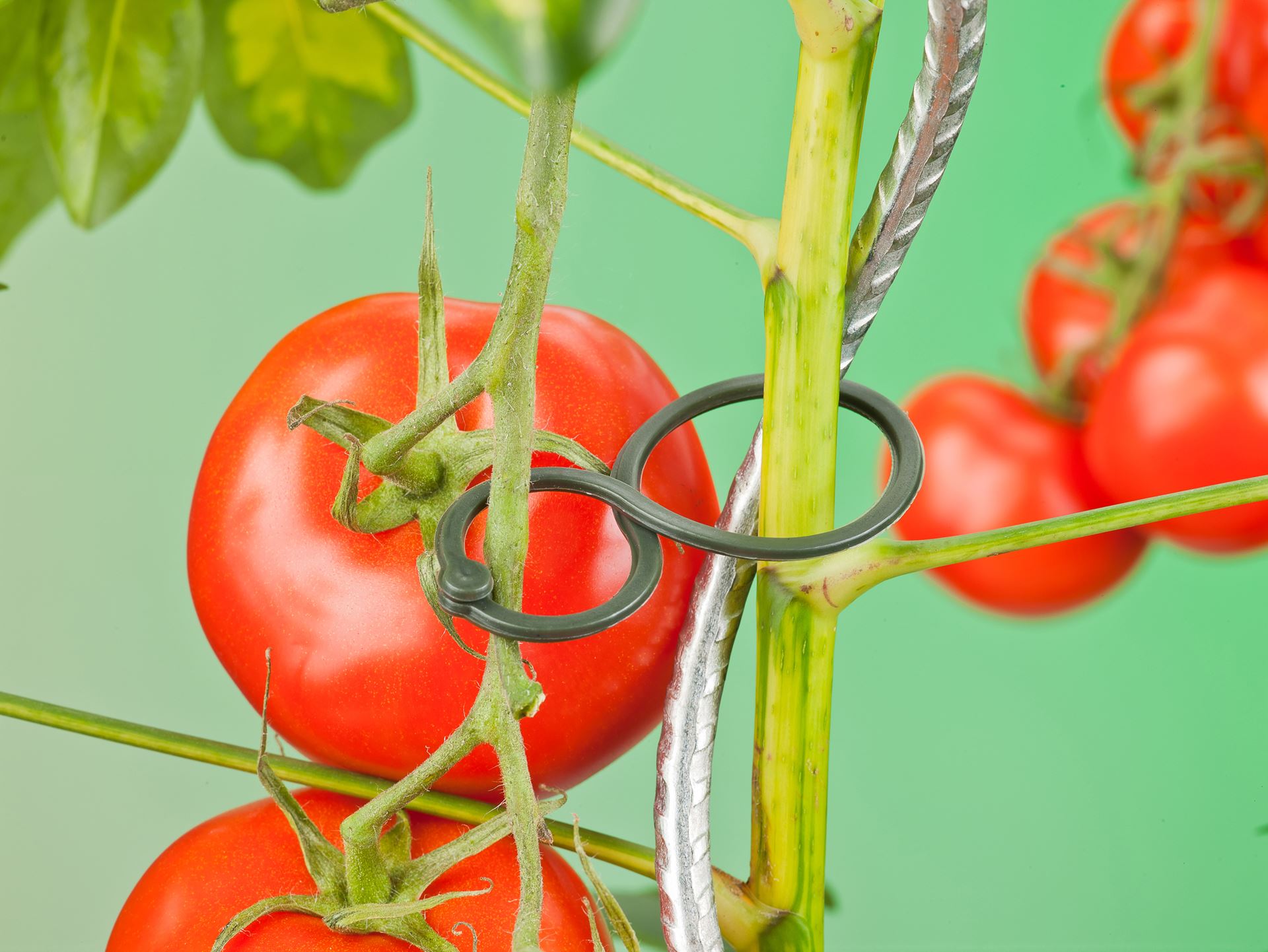 Tomatenplantringen-65mm-set-a-25-stuks