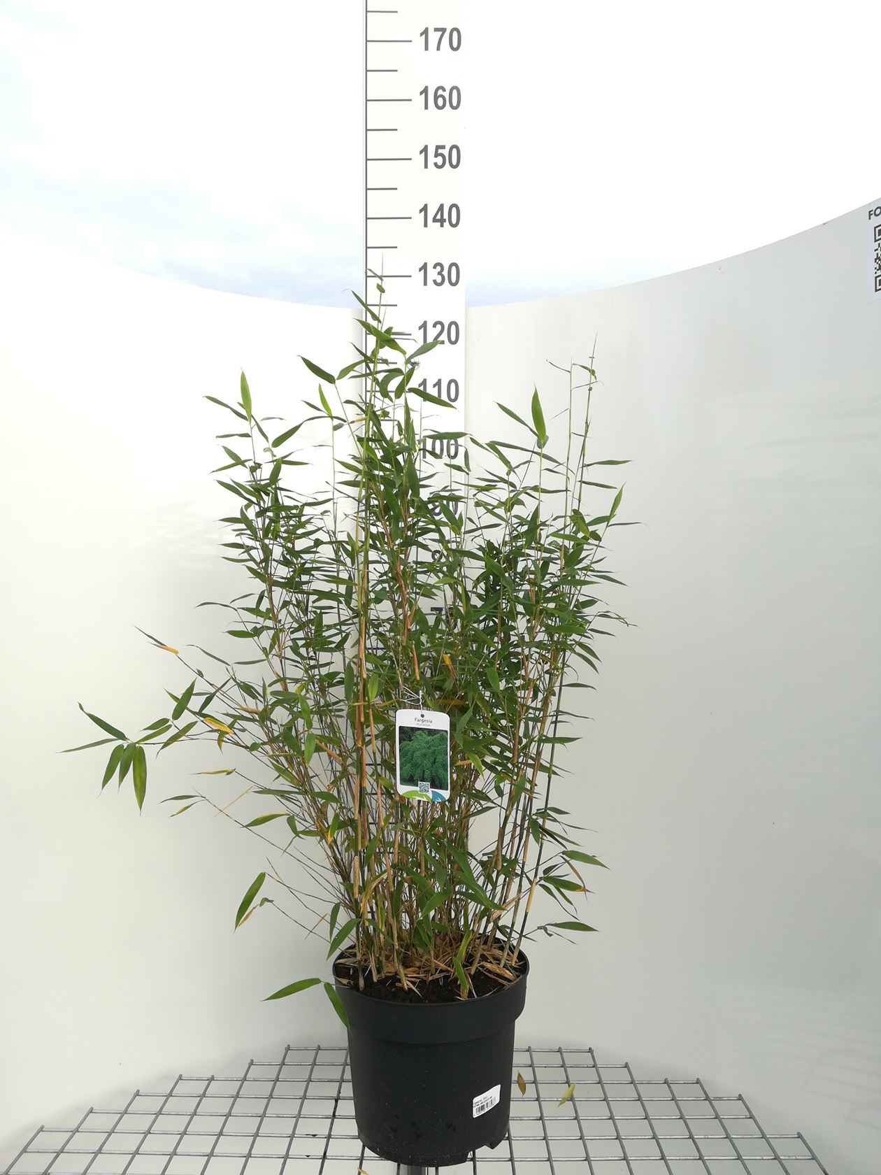 Fargesia murieliae 'Dino' - pot 10L - 80-100 cm