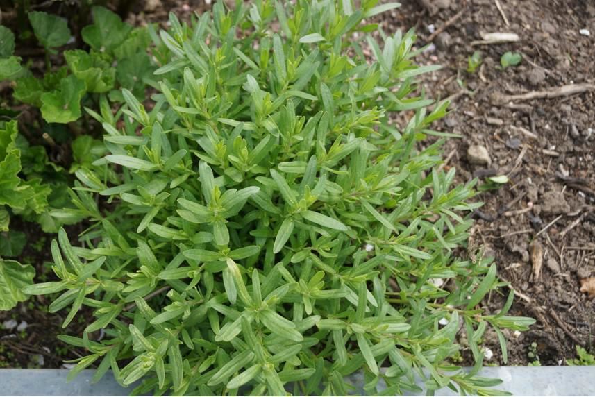 Plantenfiche-Hyssopus-officinalis-Hysop-