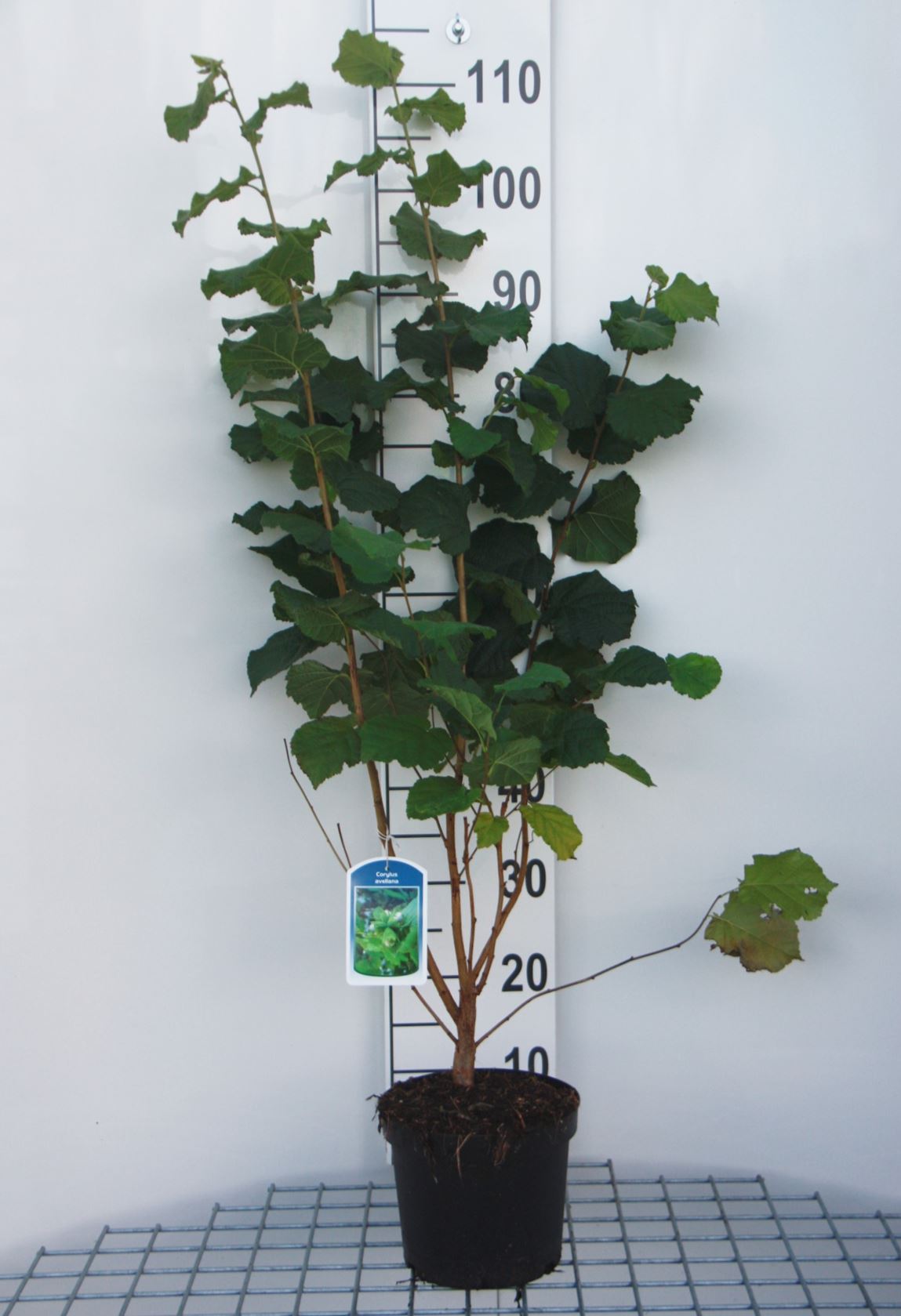 Corylus avellana - pot - 60-80 cm
