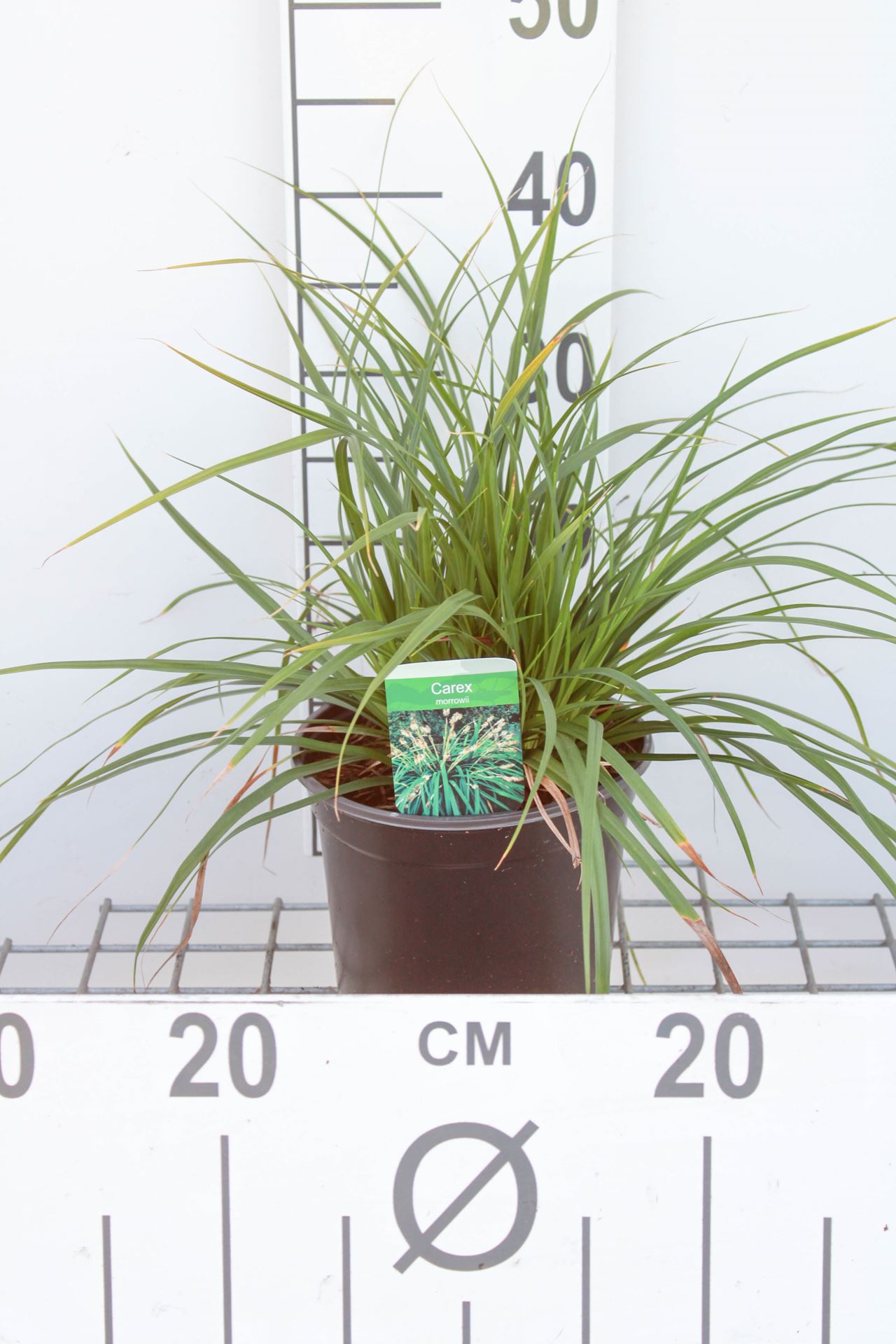 Carex morrowii - pot 3L