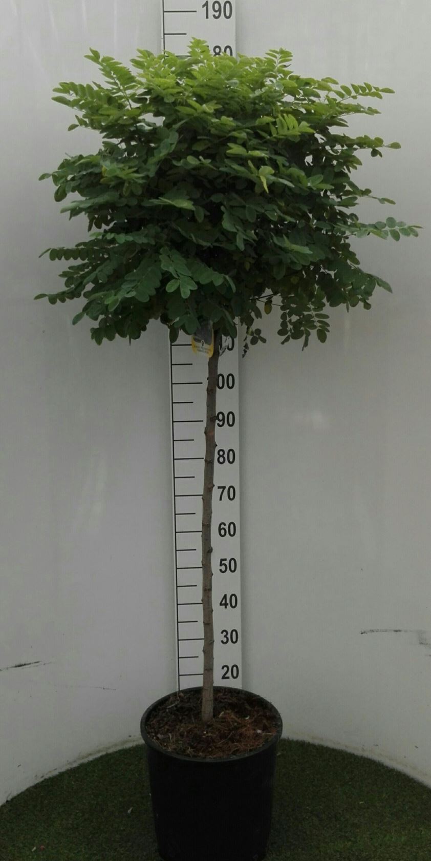 Robinia pseudoacacia 'Umbraculifera' - pot 18L - semi-stem tree