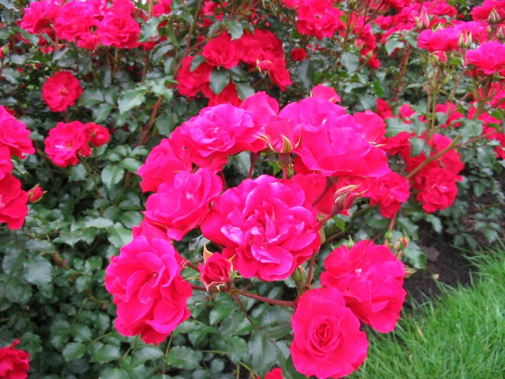 Plantenfiche-Rosa-Korvillade-Rotilia-