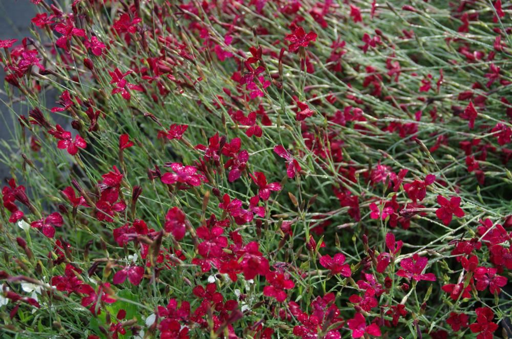 Plantenfiche-Dianthus-deltoides-Flashing-Light-
