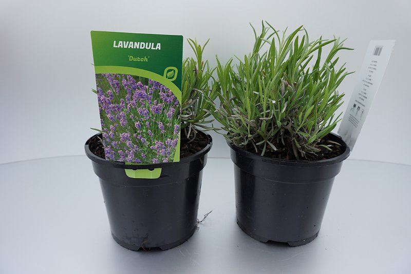 Lavandula x intermedia 'Dutch' - pot 2L (Lavendel)
