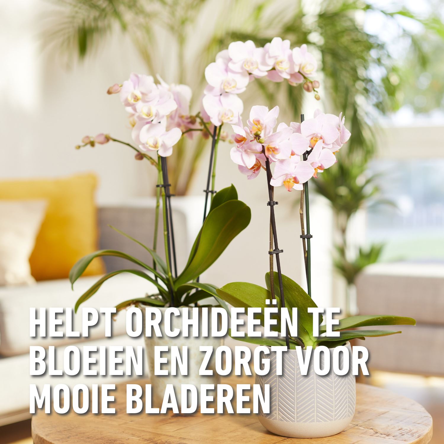 Compo-herstelkuur-orchideeen-150ml-5x30ml-