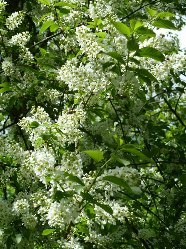 Plantenfiche-Prunus-padus-Vogelkers-
