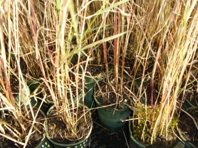 Phragmites australis - Biopot ø7 cm