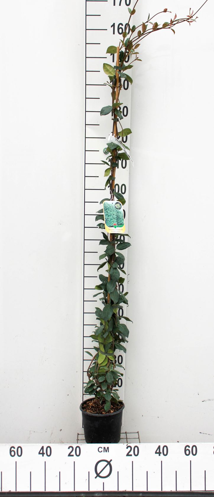 Trachelospermum jasminoides - pot 3L - 100-125 cm
