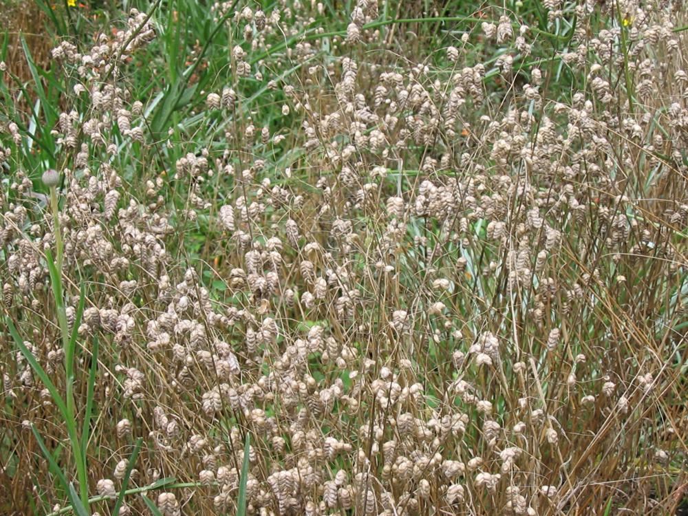 Plantenfiche-Briza-maxima