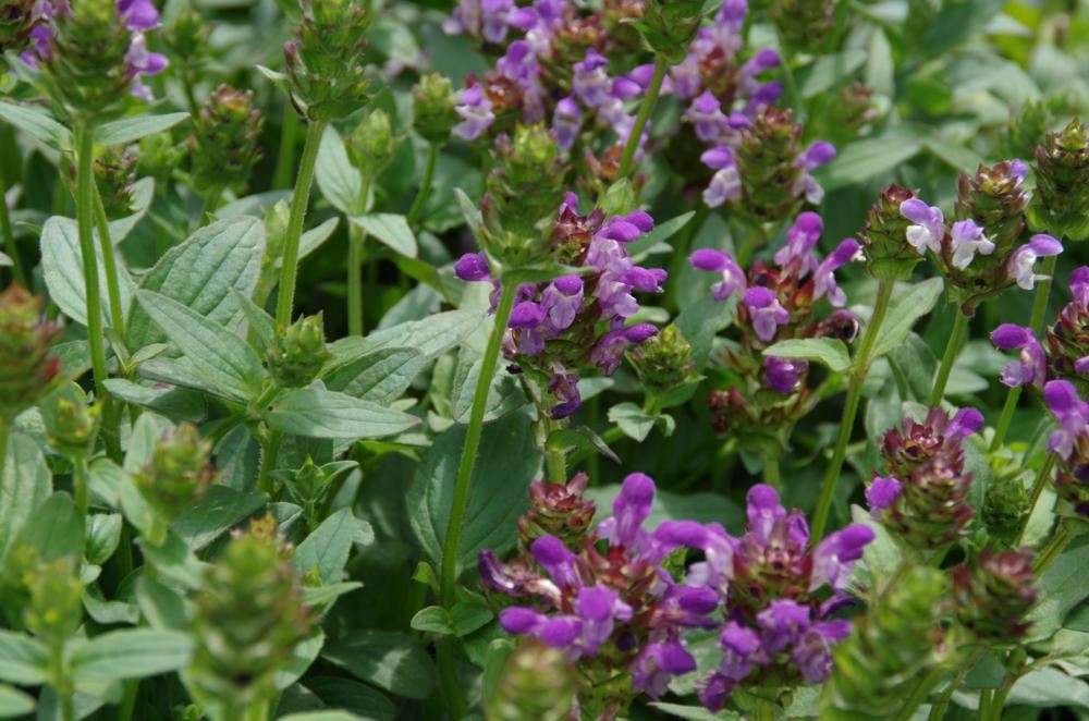 Plantenfiche-Prunella-grandiflora