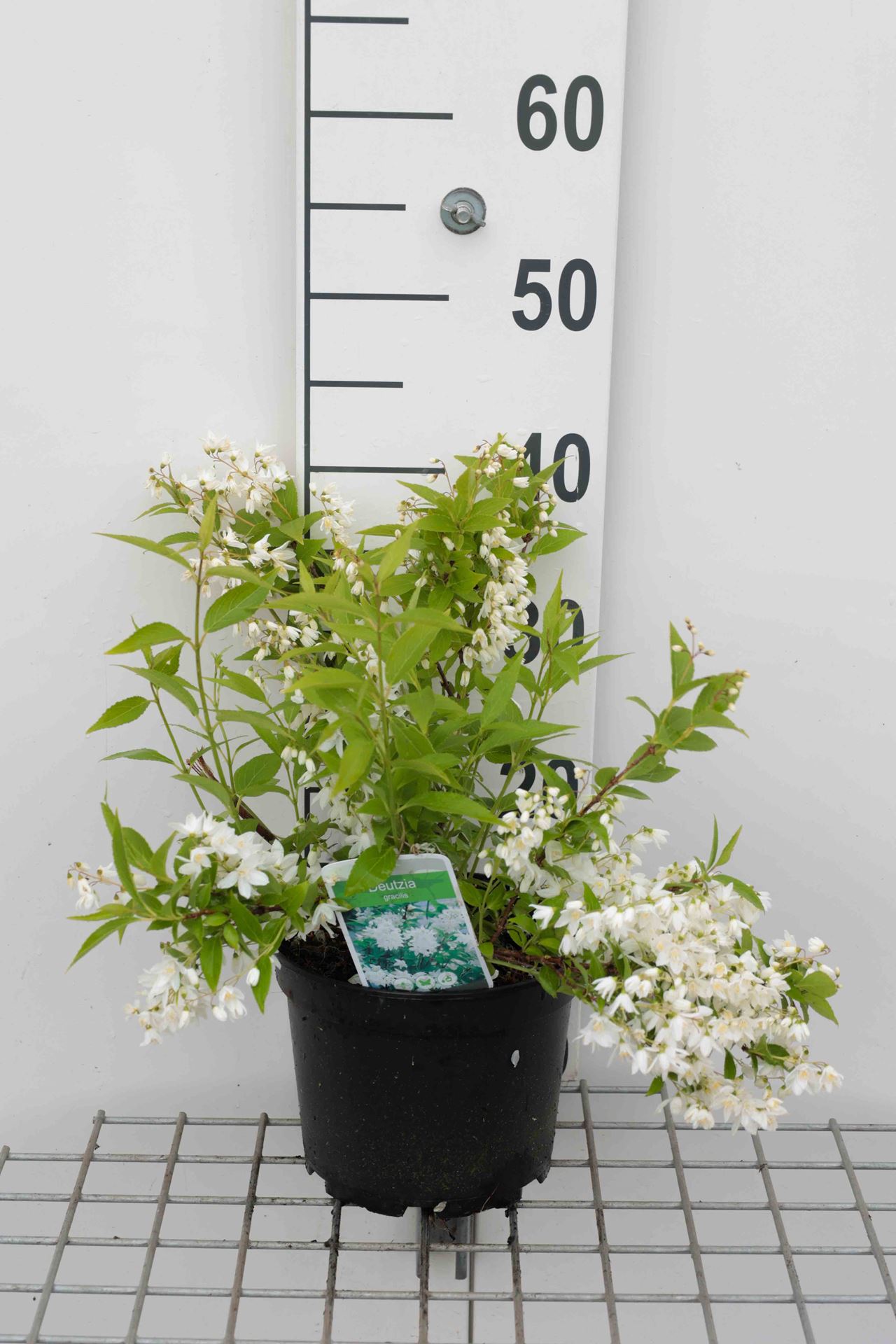 Deutzia gracilis - pot - 30-40 cm