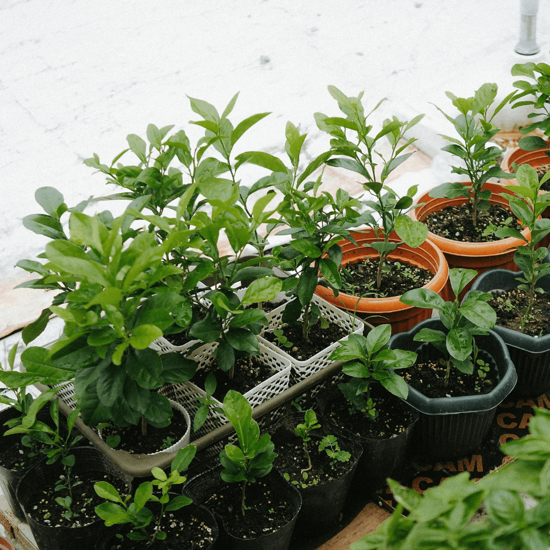 De inrichting van je serre: zo ga je te werk!