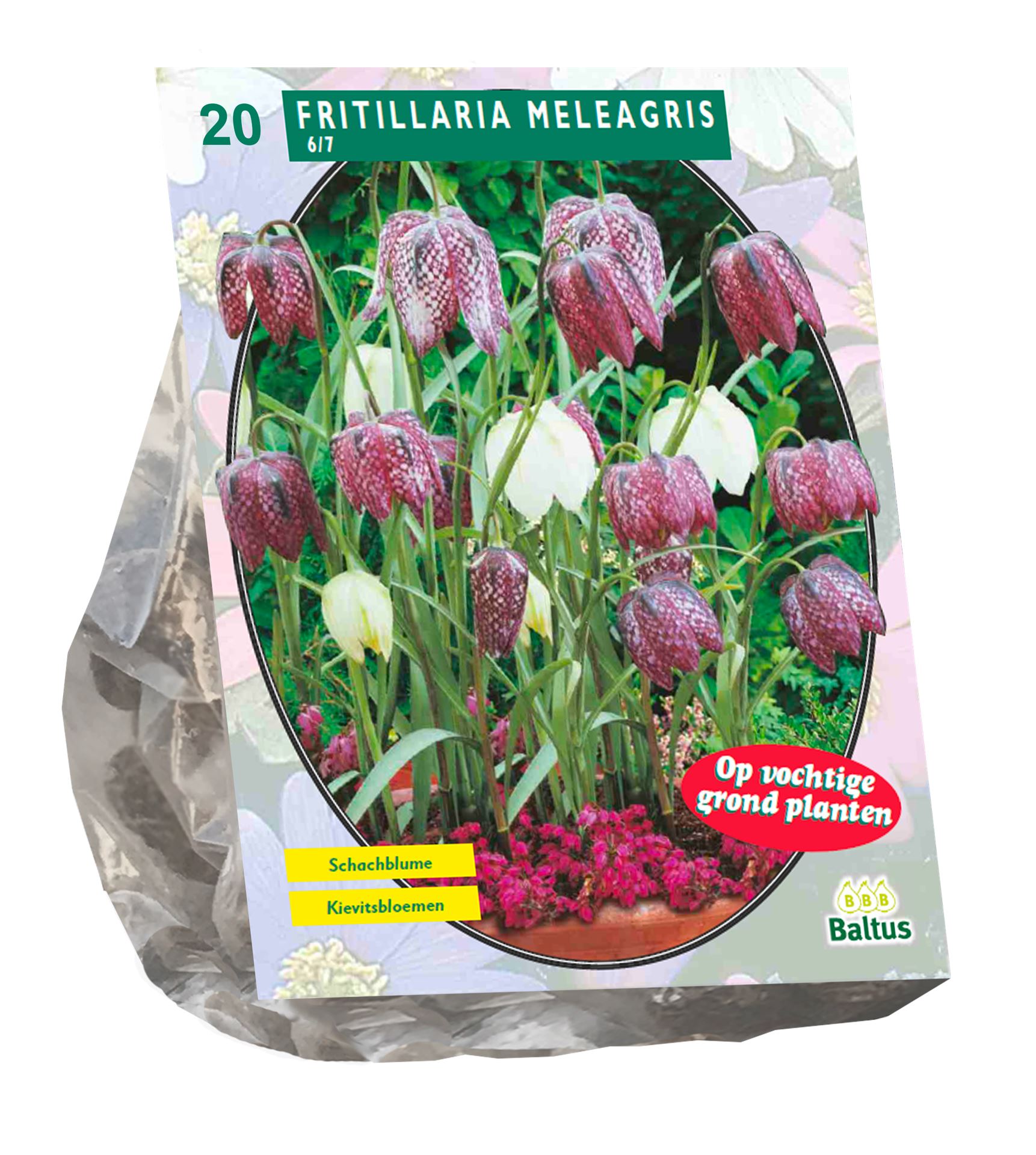 Baltus 'Fritillaria Meleagris' voorjaarsbloeiers - 20 bollen