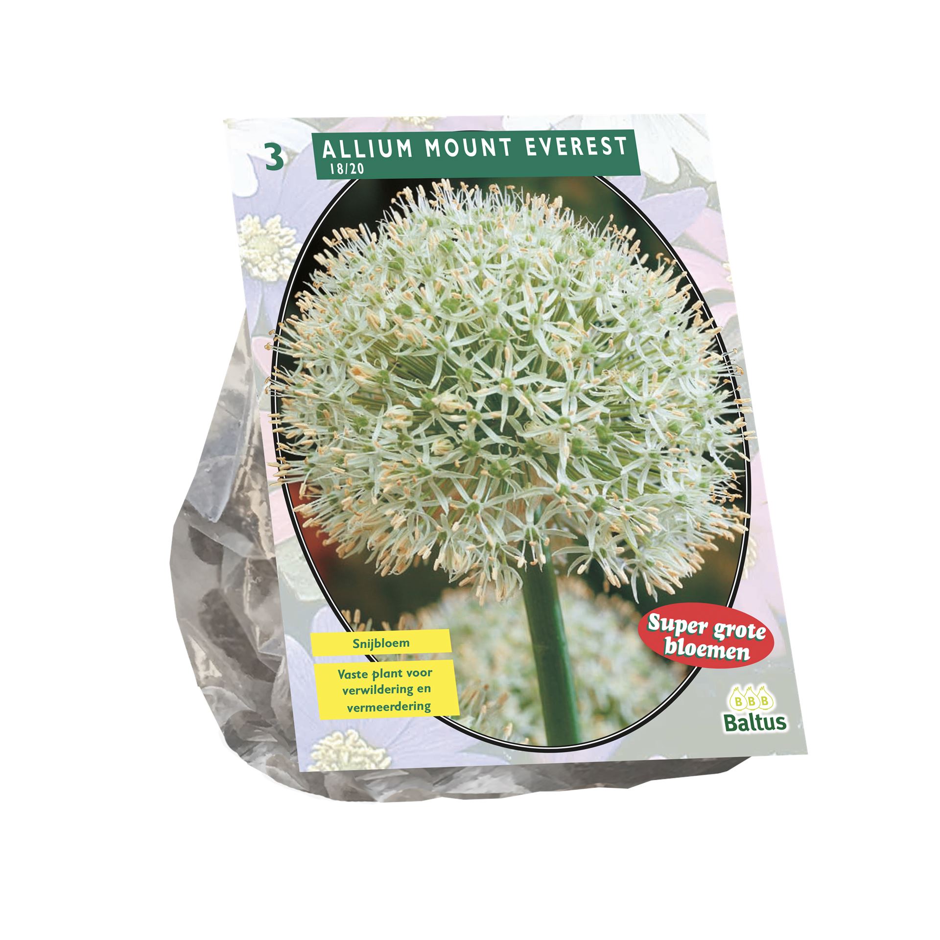 Allium-Mount-Everest-per-3