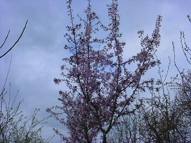 Plantenfiche-Prunus-nipponica-Ruby-
