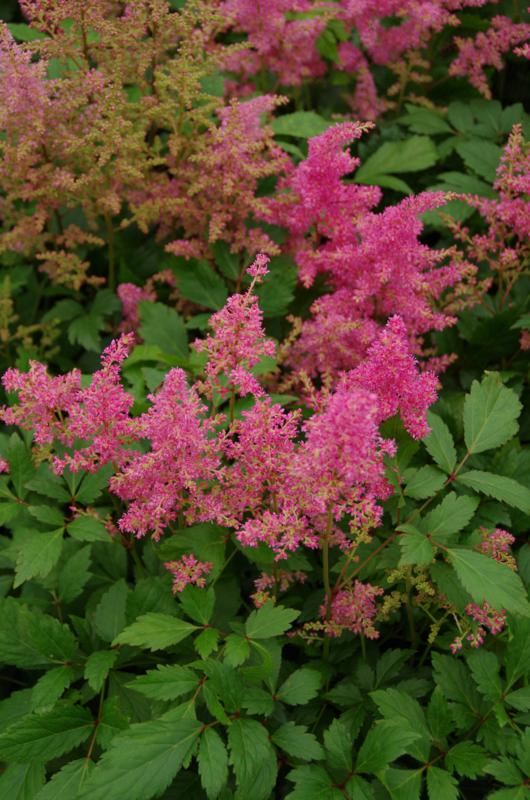 Plantenfiche-Astilbe-Bonn-