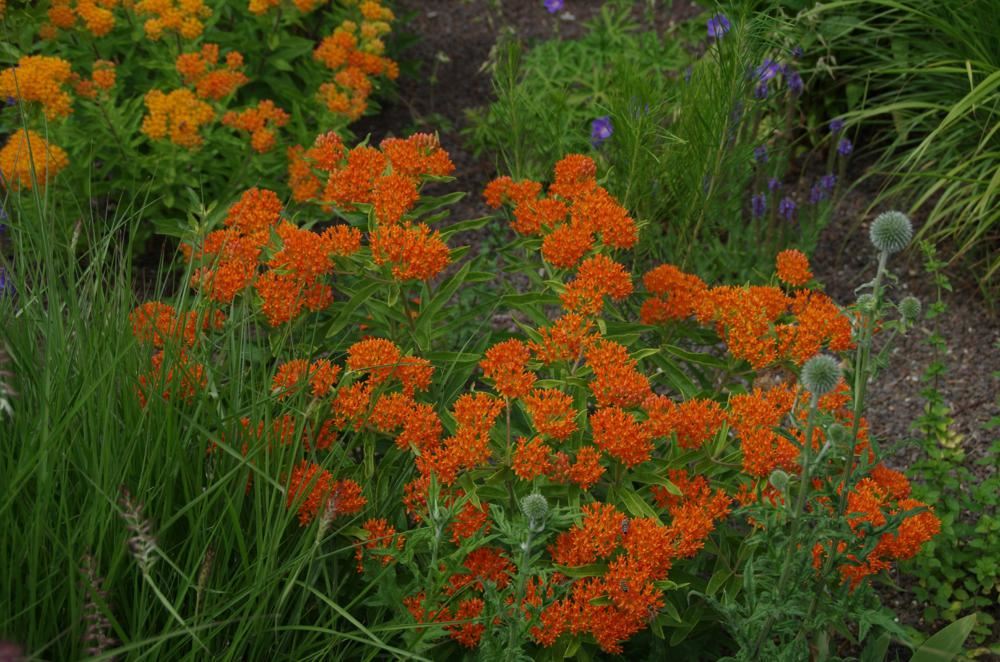 Plantenfiche-Asclepias-tuberosa