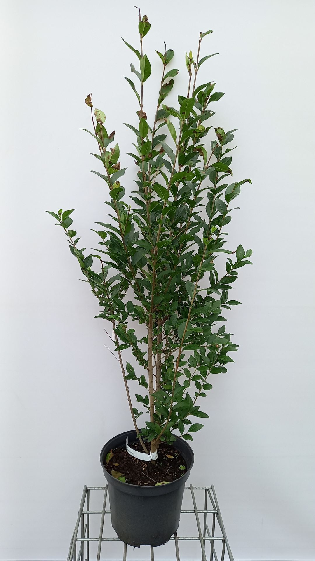 Ligustrum ovalifolium - pot 10L - 100-125 cm