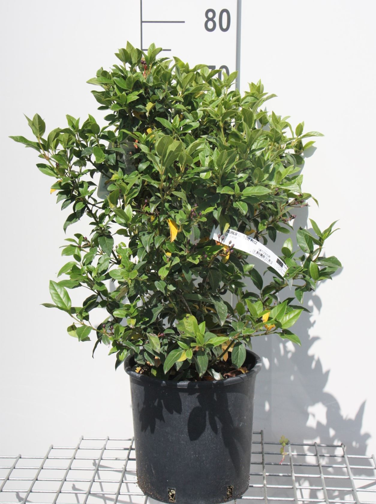 Viburnum tinus 'Eve Price' - pot 10L - 60-80 cm