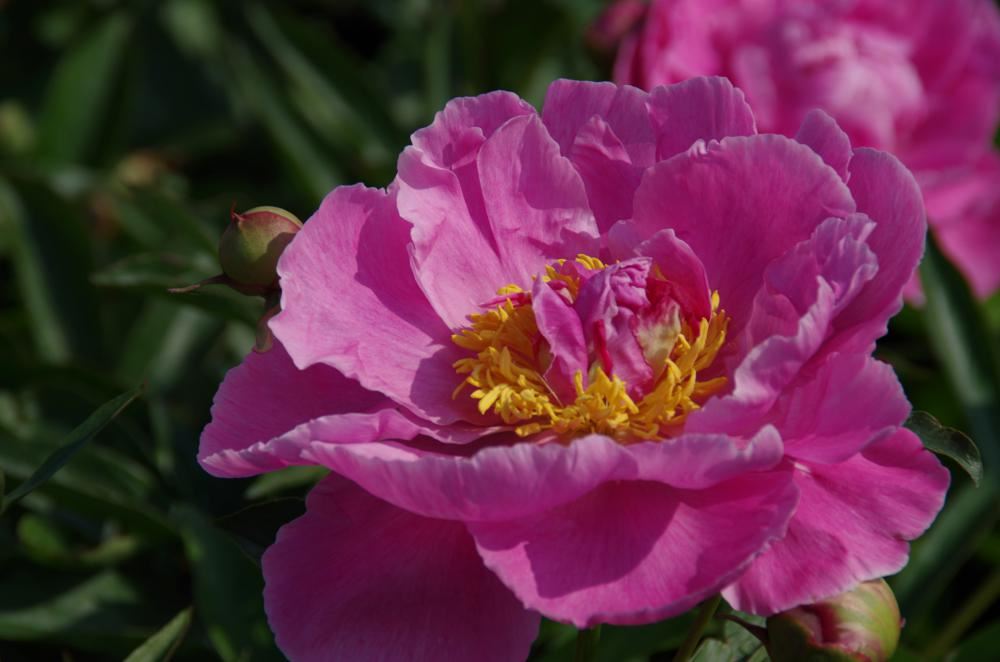 Plantenfiche-Paeonia-Alexander-Fleming-